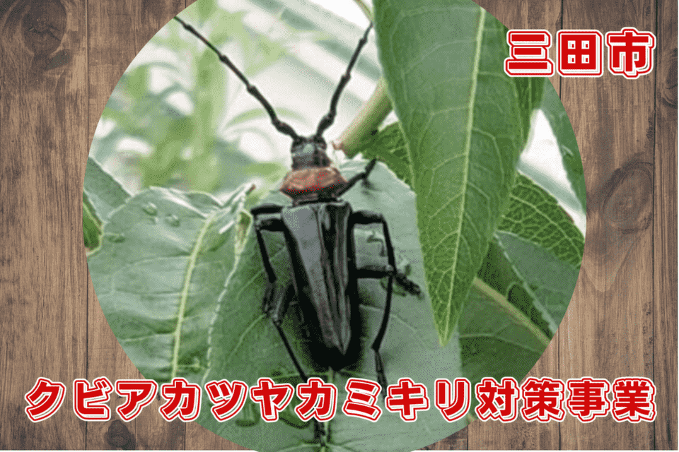 クビアカツヤカミキリ対策事業